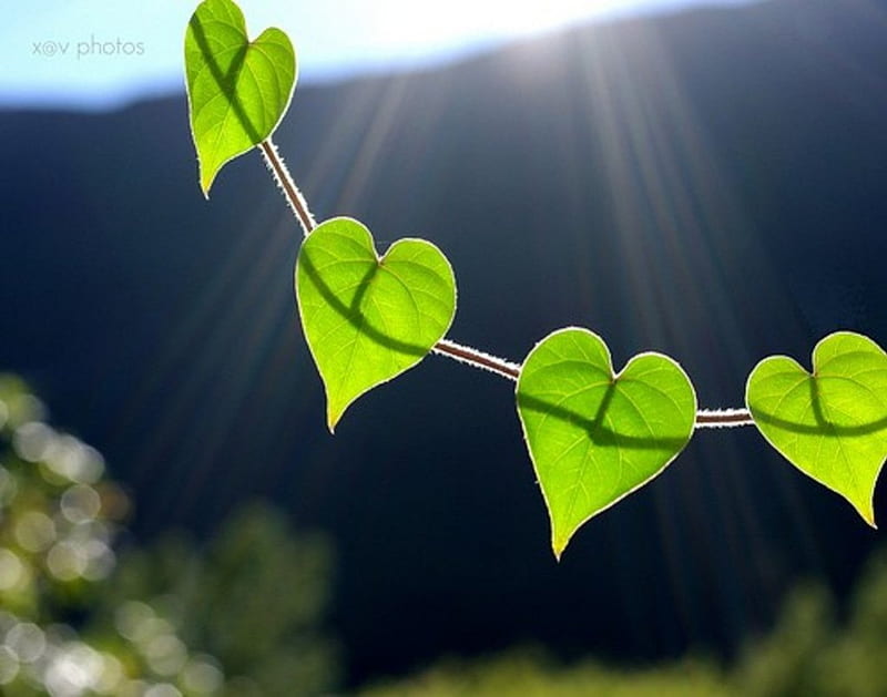 Natural LOVE, wonderful, sunlight, happy, heart shape, green, love, siempre, precious, nature, sunshine, natural, HD wallpaper