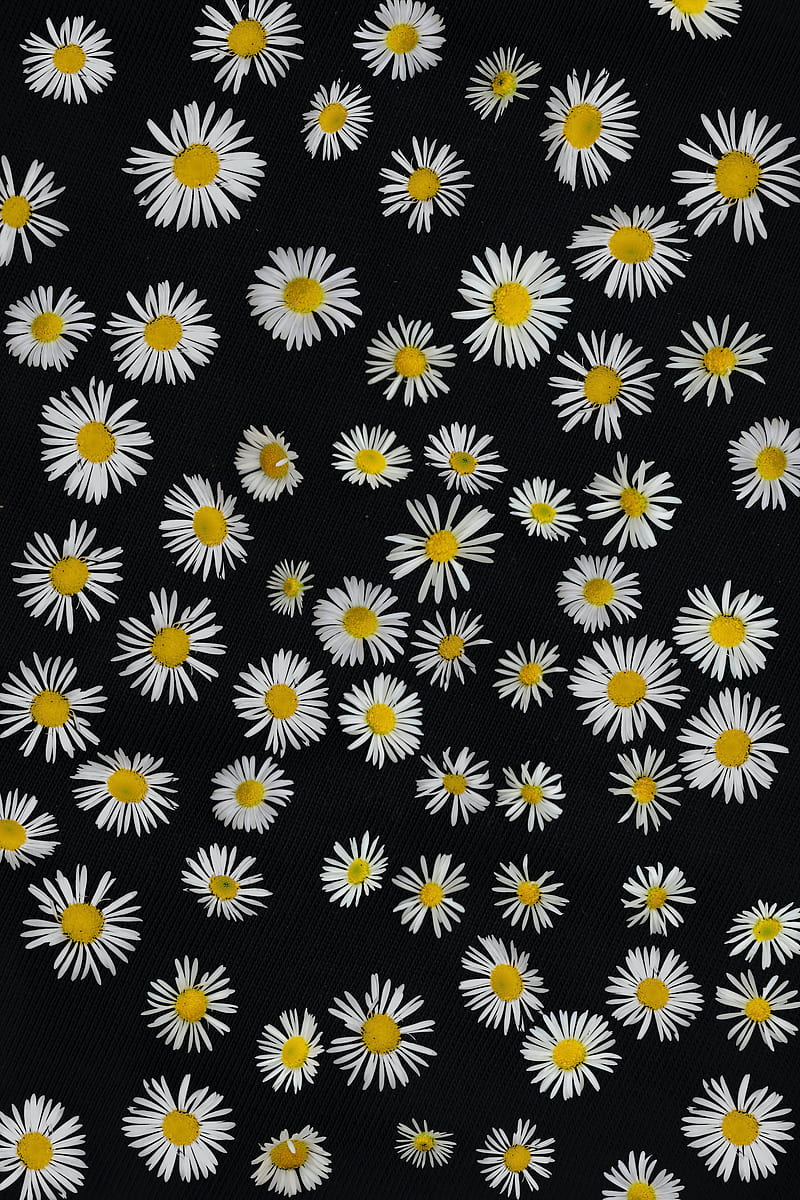 chamomile, flowers, pattern, black, HD phone wallpaper