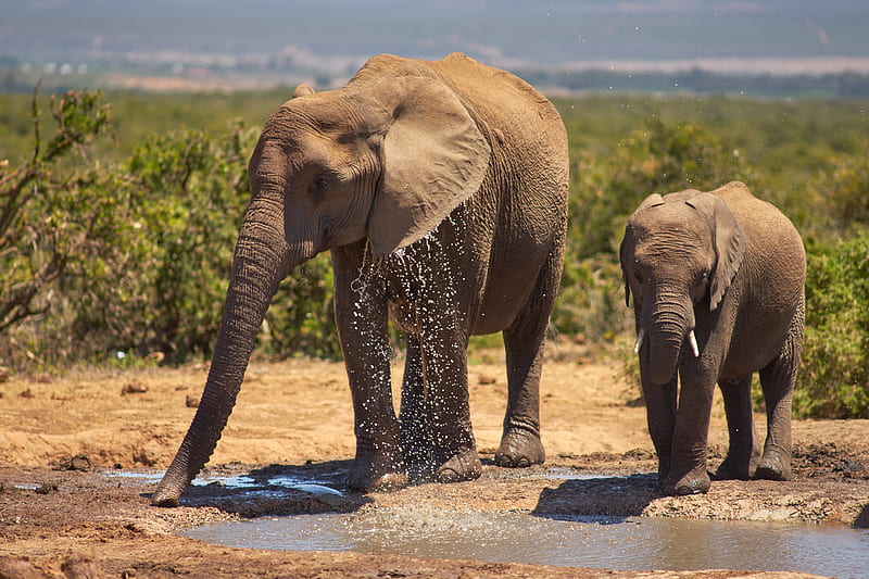 brown elephant walking on water during daytime, HD wallpaper