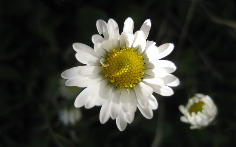 White daisy-2012 flowers Featured, HD wallpaper