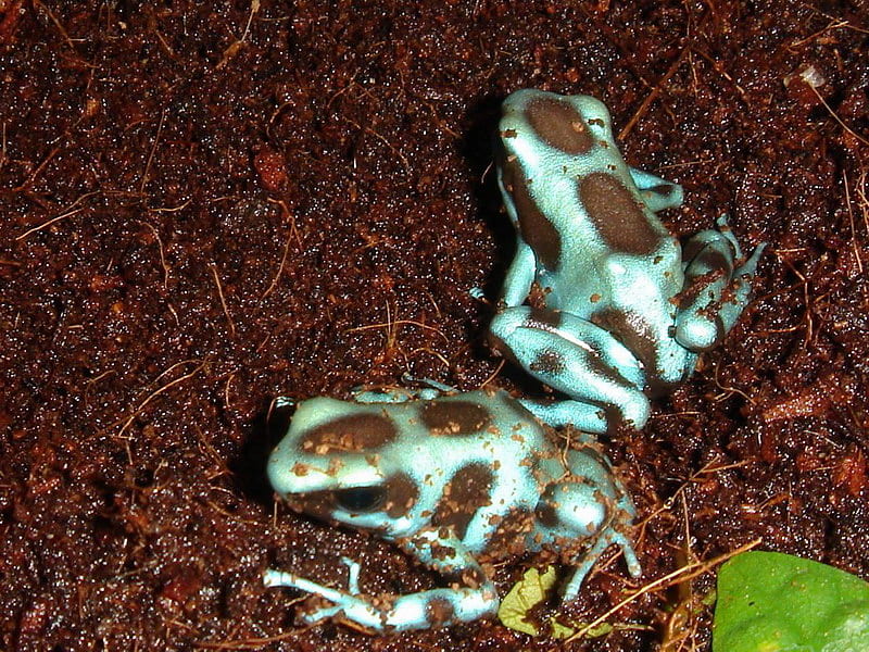 BLUE POISON DART FROGS, frogs, brown, poison, blue, HD wallpaper