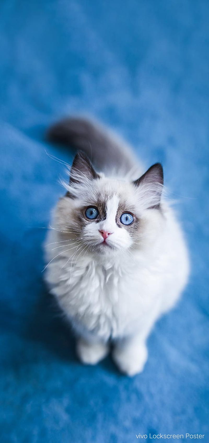 Cat, blue, cats, con, cute, eyes, flowers, gat, little, mix, HD phone wallpaper