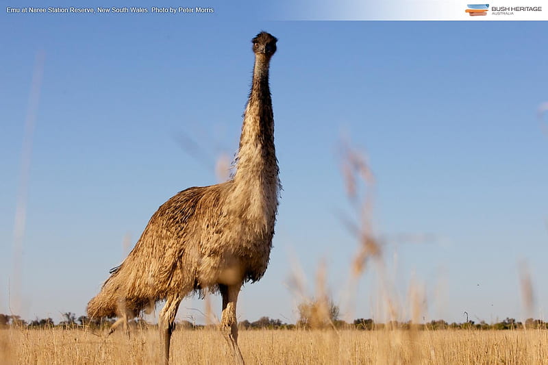 Emu, Australian, An, Bird, HD wallpaper