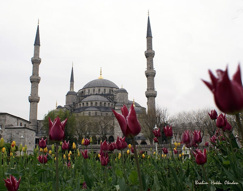 beautiful view, lale, mosque, purple, view, tulips, cami, HD wallpaper