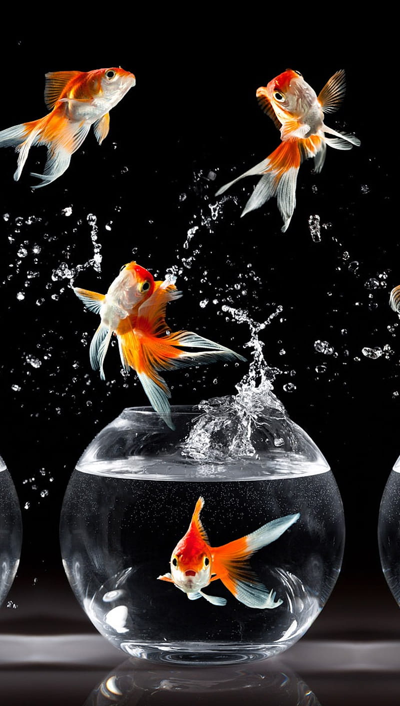 Aquarium, ft5, mk0, HD phone wallpaper | Peakpx