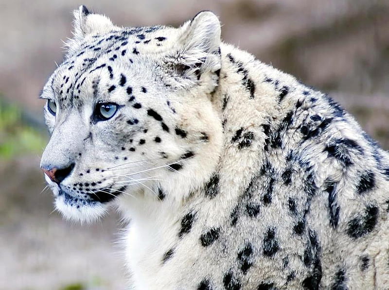 Blue Eyed Majesty, black, majestic, white, snow leopard, cat, blue eyes, HD wallpaper