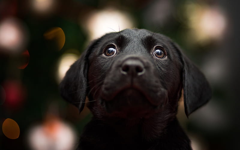 black labrador, dogs, retriever, puppy, cute animals, pets, labrador, HD wallpaper