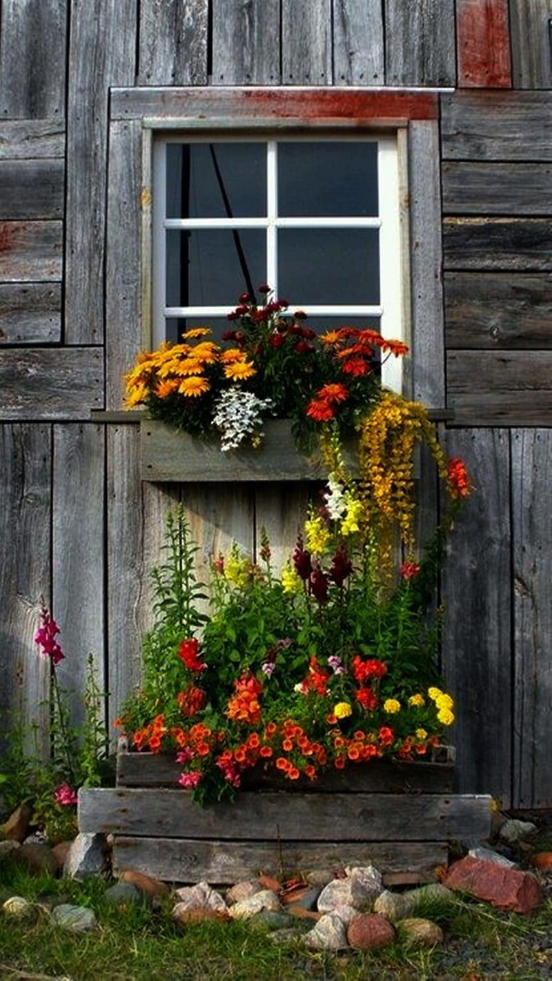 Window With Flowers, with flowers, HD phone wallpaper