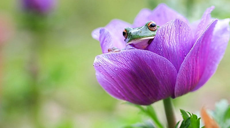 Purple flower, cute, frog, small frog, green, HD wallpaper