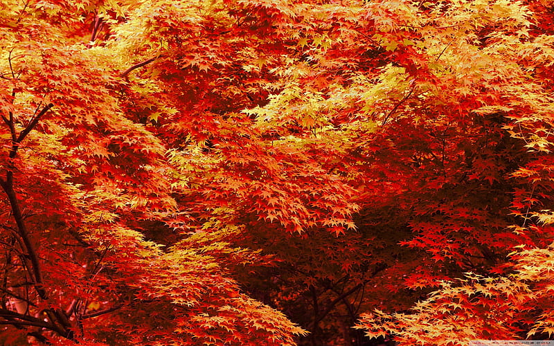 japanese maple trees-Autumn Landscape, HD wallpaper