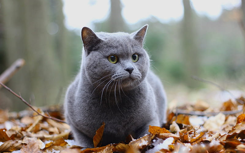 autumn, gray cat, British Shorthair, pets, cats, yellow leaves, HD wallpaper