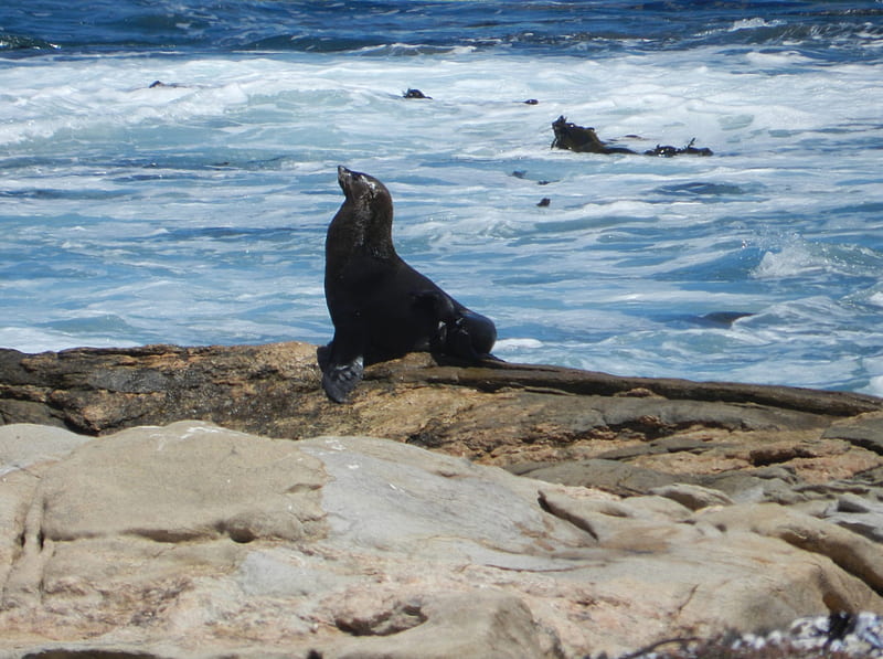 Cape Fur Seal, Stately bearing, safe from rough waters, poise, HD wallpaper