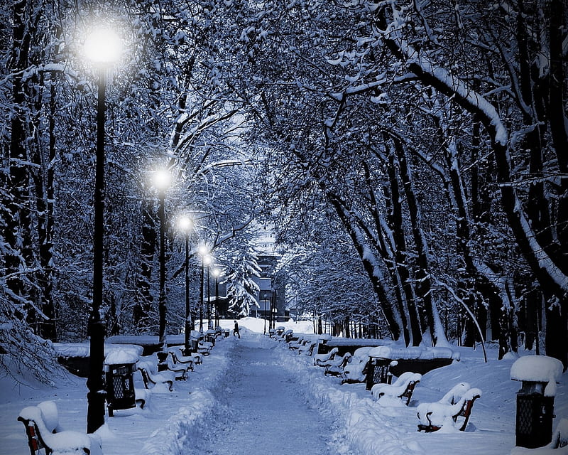 Winter Night, garden, lights, nature, snowy, HD wallpaper