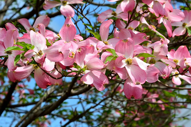 Spring Blossom, dogwood, pink flowers, spring flowers, pink dogwood, spring scene, HD wallpaper