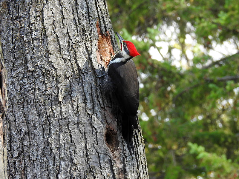 Busy Woodpecker, Pileated Woodpecker, Animal, Tree, graphy, Bird, HD wallpaper
