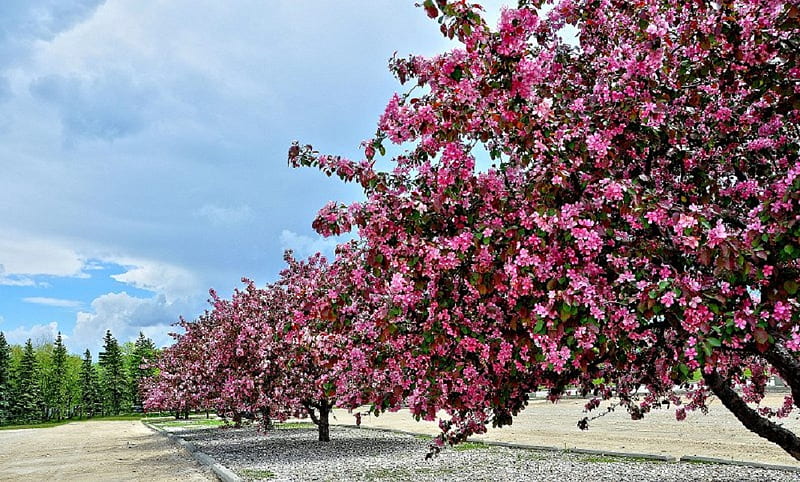 Flor floreciendo árboles, flores, flores, cielo, árboles, Fondo de