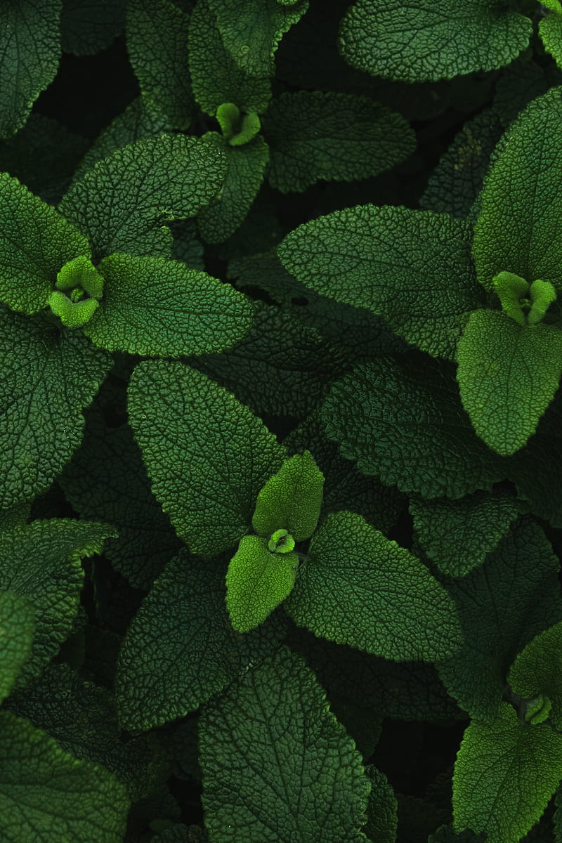 mint, leaves, veins, plant, HD phone wallpaper