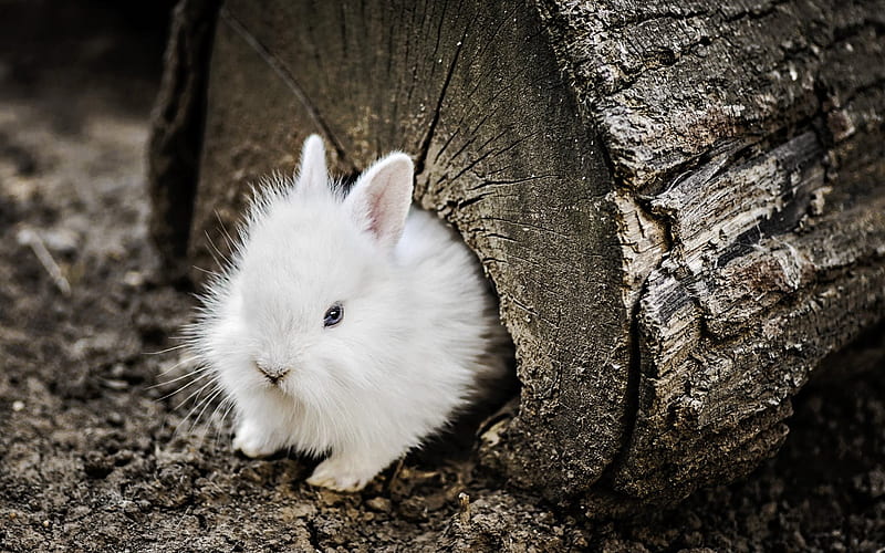 White rabbit, cute animals, furry rabbit, pets, HD wallpaper