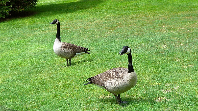 Todays Visitors, geese, pacific northwest, birds, spring, freindly, goose, canada, HD wallpaper