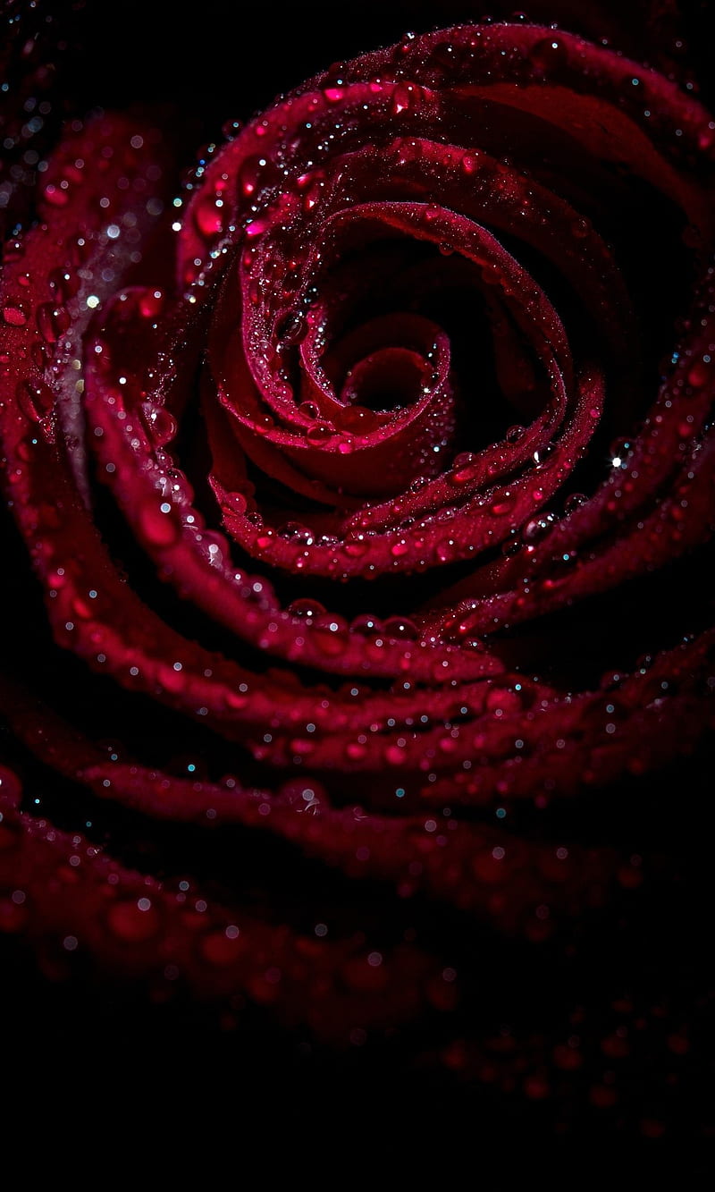 Red Rose, petal, rain, waterdrops, HD phone wallpaper