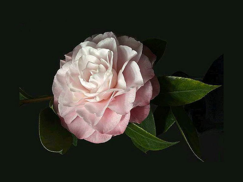 R O S E, flower, white, rose, pink, HD wallpaper