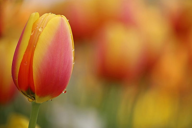 Tulips, flower, amazing, orange, tulip, HD wallpaper
