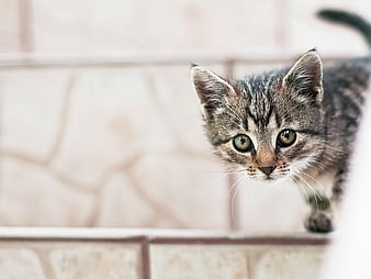 HD naughty kitten wallpapers | Peakpx