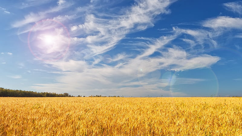 Bright Morning Field, grass, wheat, sunlight, sunshine, sky, field, flare, oats, HD wallpaper