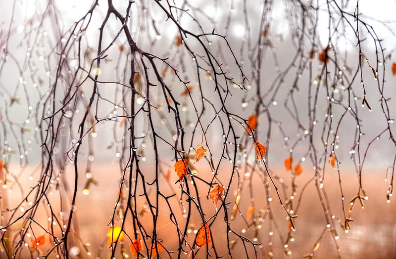 Water Drops On Branches, HD wallpaper