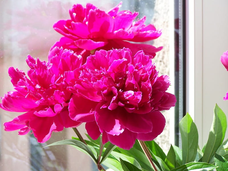 Por Vous, paeonia, graphy, blooms, pink, HD wallpaper