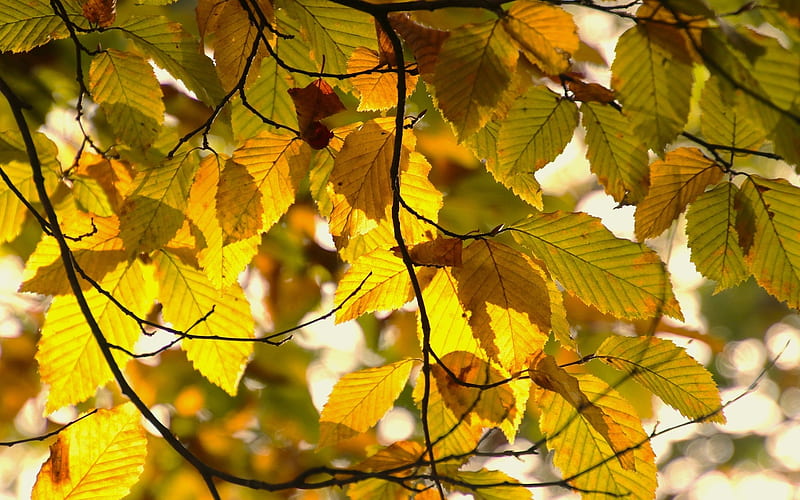 Beech Leaves, autumn, leaves, beech, yellow, HD wallpaper