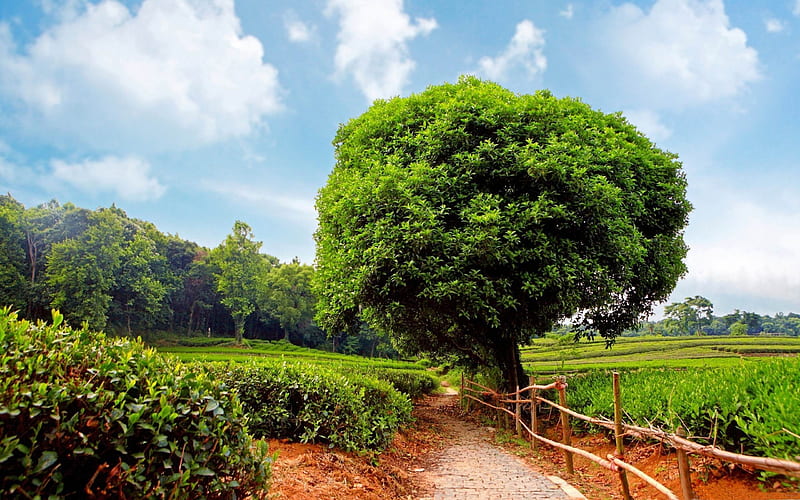 tea plantation-Summer landscape, HD wallpaper