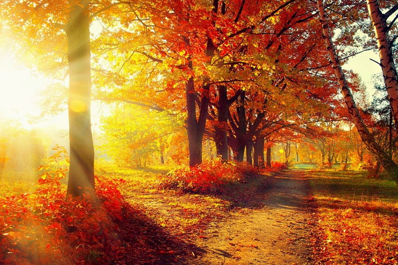 1920x1080px, 1080P free download | Autumn, forest, trees, golden, HD ...