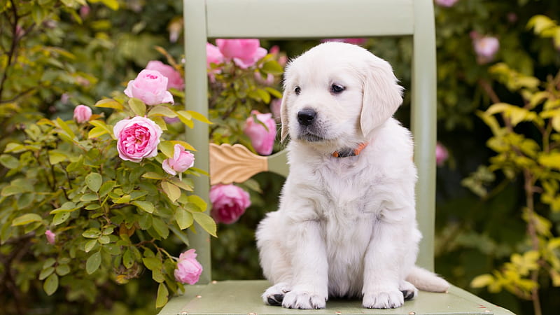 Cute White Pet Puppy Is Sitting On Chair Near Pink Roses Animals, HD wallpaper