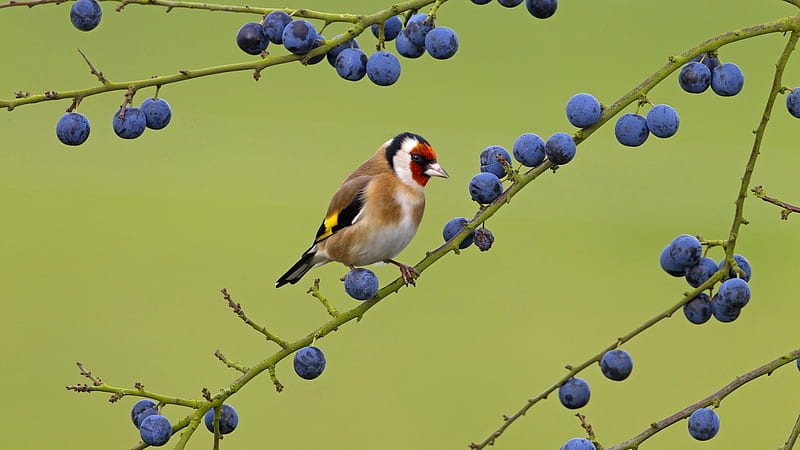 Goldfinch, bird, berry, pasari, toamna, branch, scatiu, autumn, siskin, blueberry, HD wallpaper