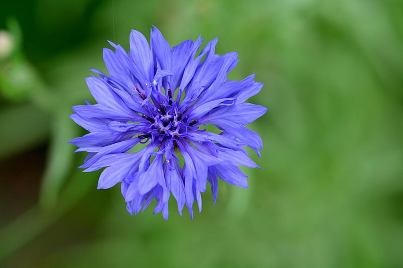 Macro azul salvaje, flor azul, flor bonita, macro azul, flor silvestre,  Fondo de pantalla HD | Peakpx