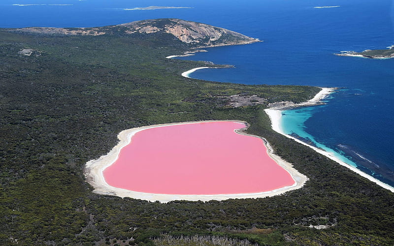 Lake Hillier, pink lake, saline lake, eucalyptus forest, Southern Ocean coast, Australia, Middle Island, HD wallpaper