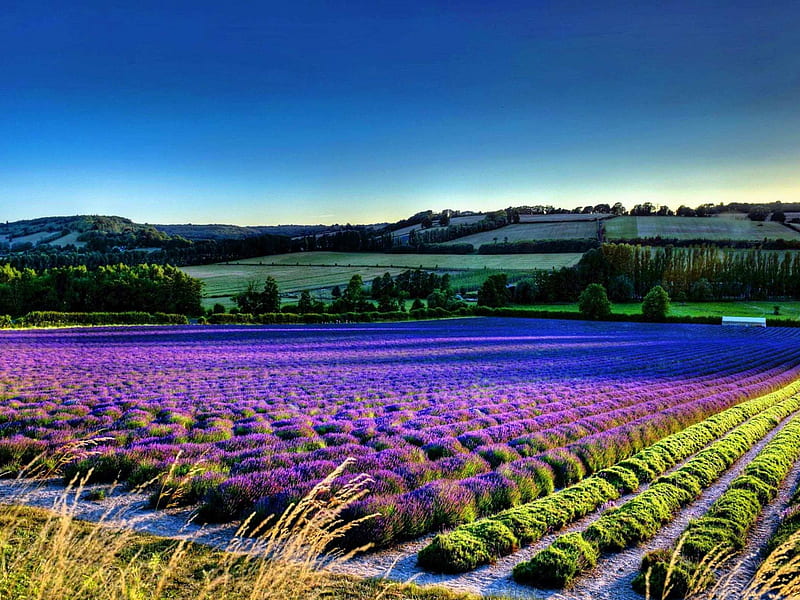 lavender flower field-world beautiful scenery, HD wallpaper
