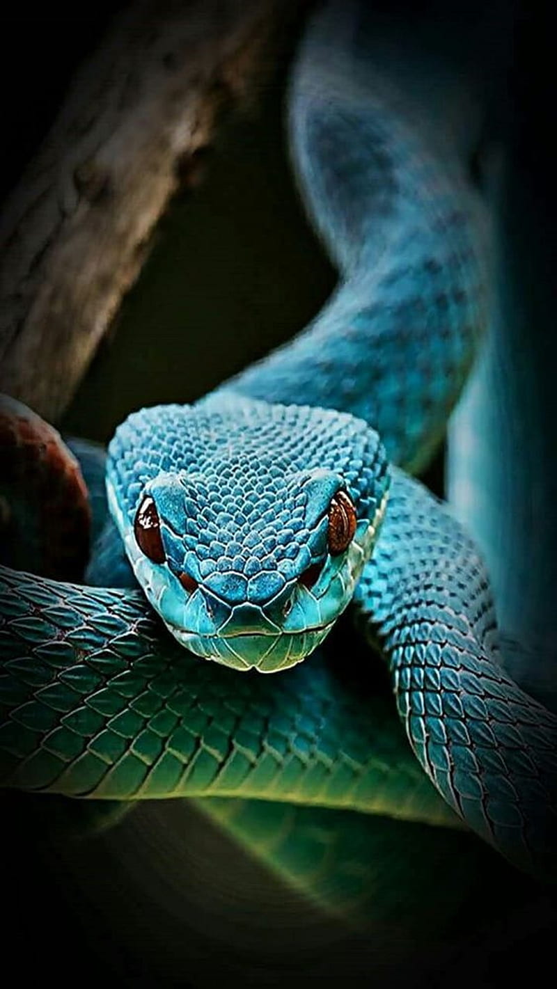 HD blue snake wallpapers | Peakpx