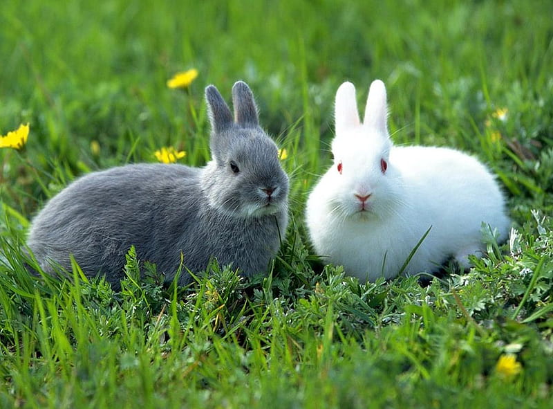 White and grey rabbit, rabbit, grass, nature, rodent, animal, HD wallpaper