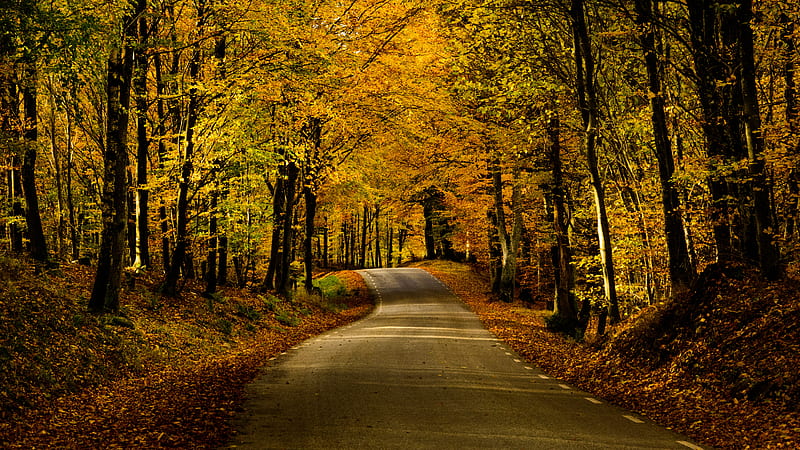 road, alley, trees, autumn, distance, HD wallpaper
