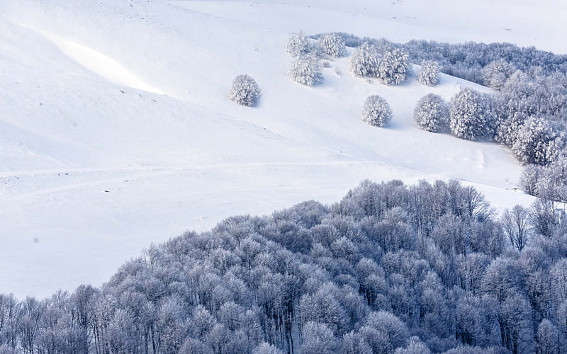 snowy slope, winter, snow, forest, snowy trees, mountains, winter landscape, HD wallpaper