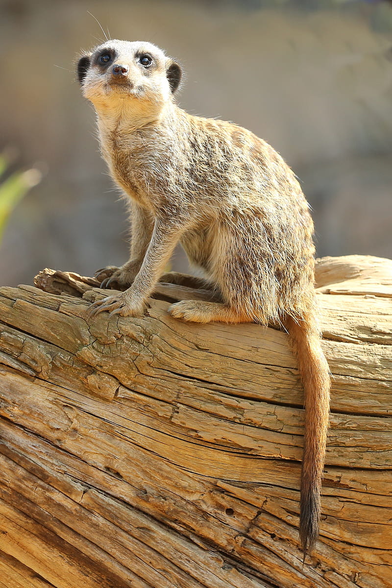 meerkat, animal, glance, HD phone wallpaper