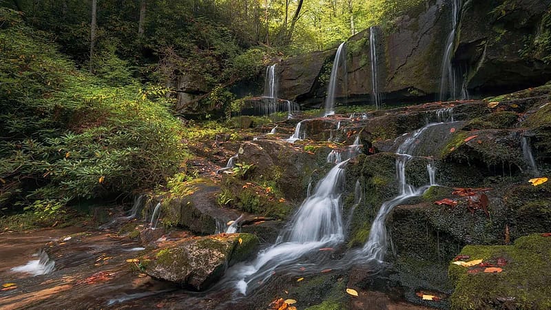 Appalachian Rainforest, Virginia, landscape, river, cascades, trees, usa, HD wallpaper