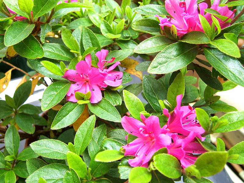Azalea, flowers, garden, nature, shrub, pink, HD wallpaper