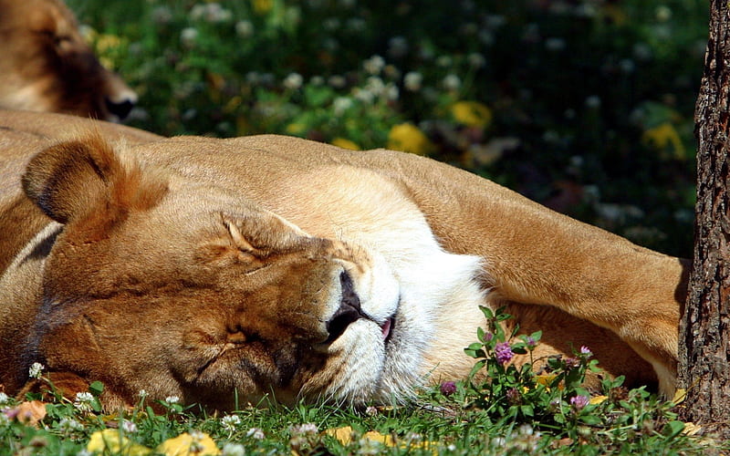 Time For A Nap, sleepy, lion, HD wallpaper