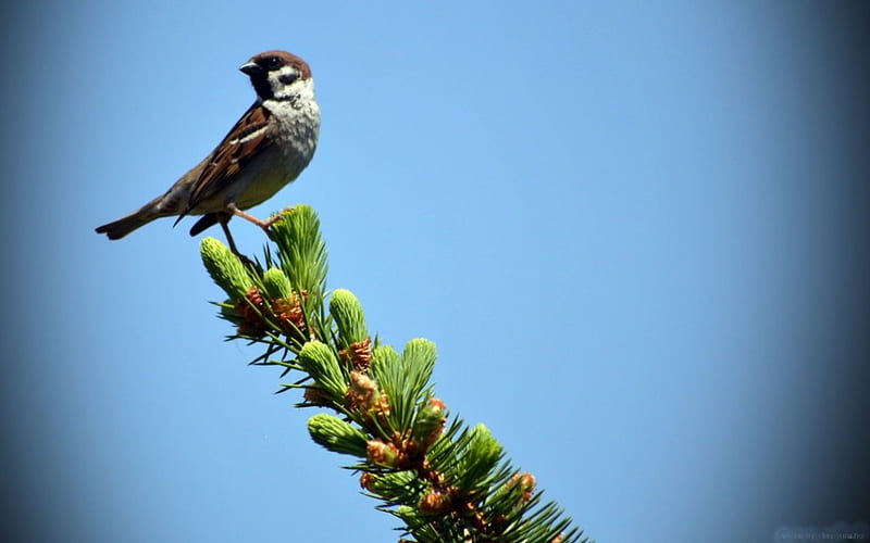 Sparrow on pine Top, sparrow, bird, pine, animal, HD wallpaper