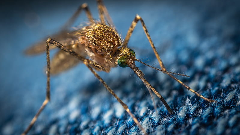 brown mosquito, HD wallpaper