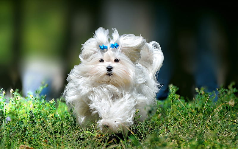 Maltese Dog, running dog, lawn, furry dog, cute animals, pets, dogs, Maltese, HD wallpaper