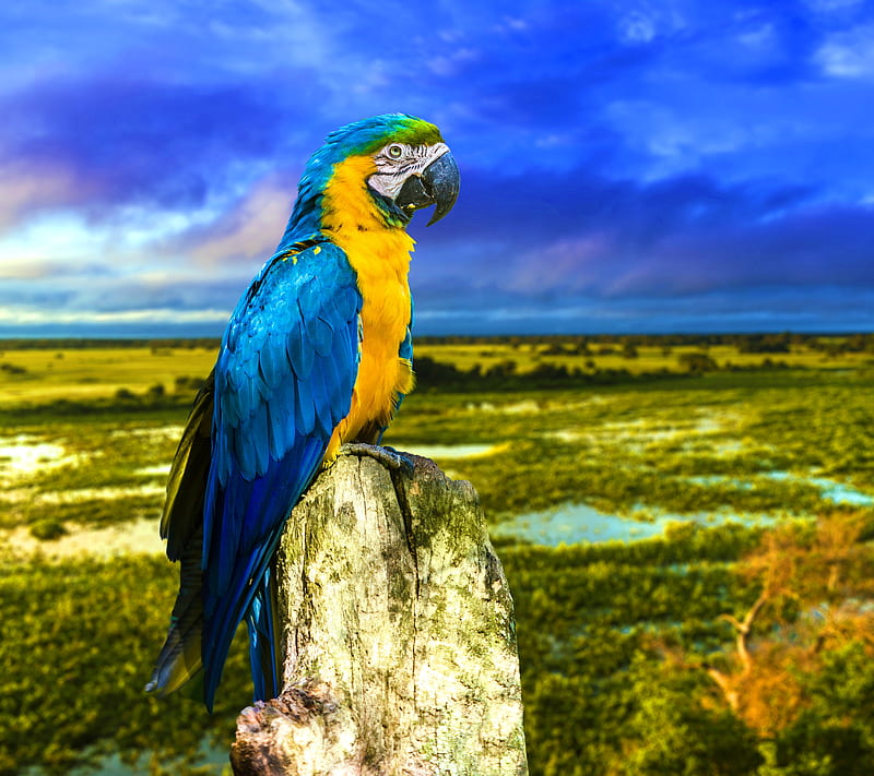 Macaw, blue yellow amazon kakdua, brazil, parrot, river, HD wallpaper
